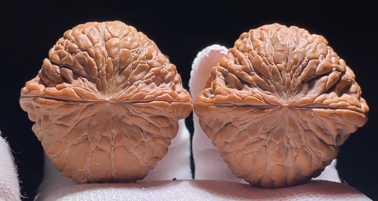 Walnut #2