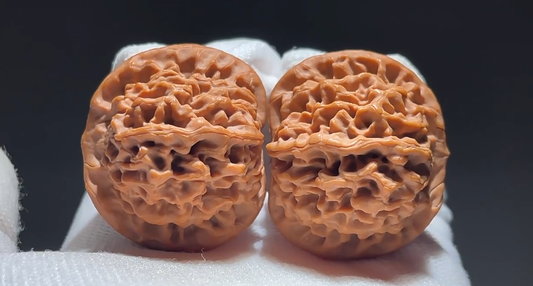 Walnut #1