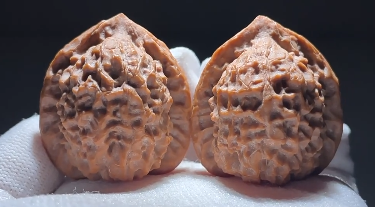 Walnut #3